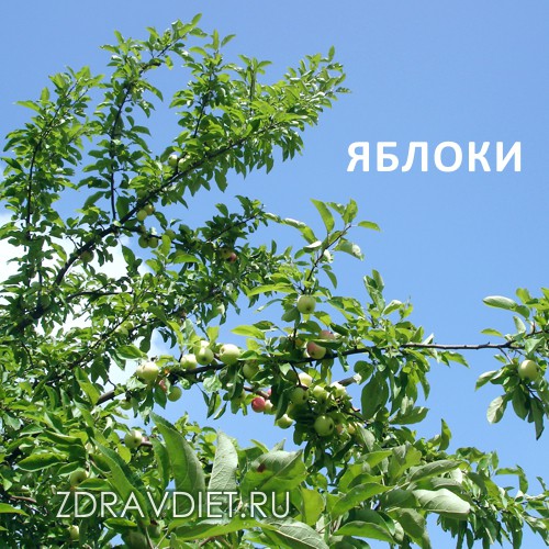 яблоки зреют на яблоне в конце июля, фото